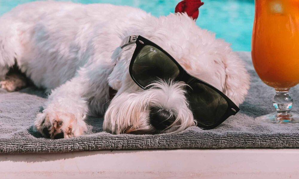 05 pousadas pet friendly para curtir Pirenópolis com seu pet - image