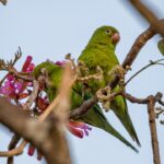 Casal de periquitos celebra o Cerrado em flor - jii 2025 10 11T104319.720
