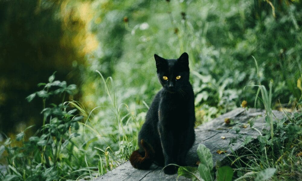 PiriCastra Consciente: o encanto e o fardo dos gatos pretos - mitos e verdades gato preto 1