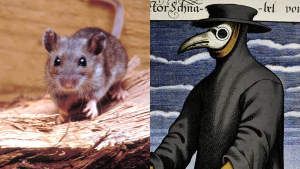 PiriCastra Consciente: o encanto e o fardo dos gatos pretos - piloto 4