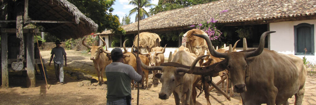 Fazenda Babilônia: café tradicional mantém práticas históricas - 1385470532banner 09