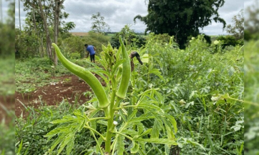 Saneago lança programa agroflorestal em Goiás