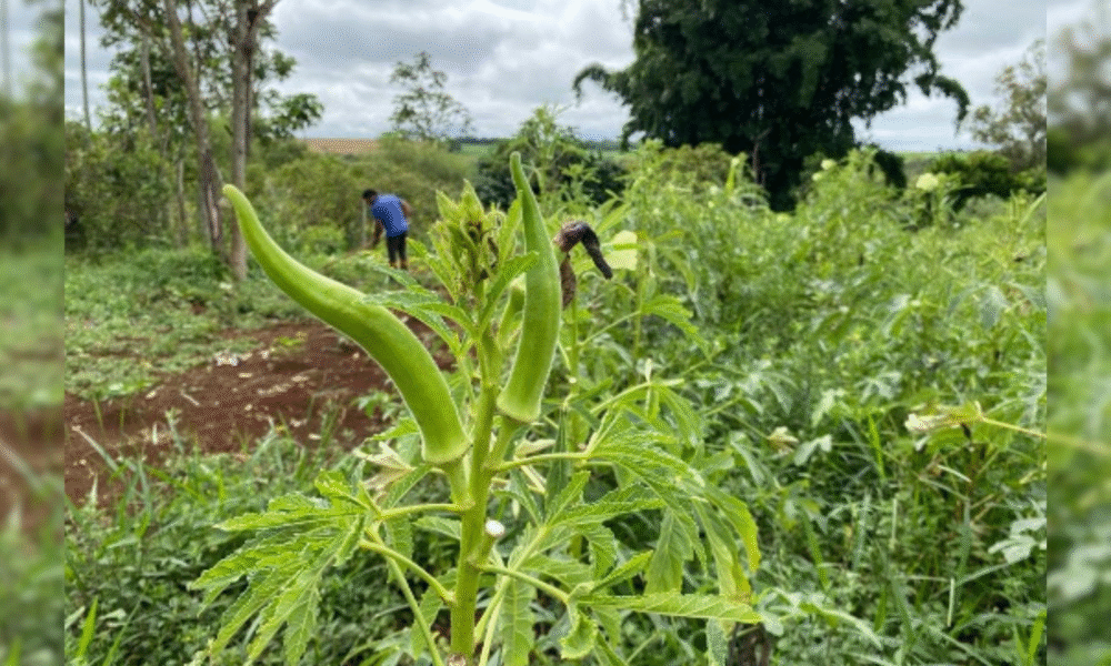 Saneago lança programa agroflorestal em Goiás