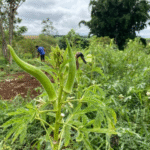 Saneago lança programa agroflorestal em Goiás