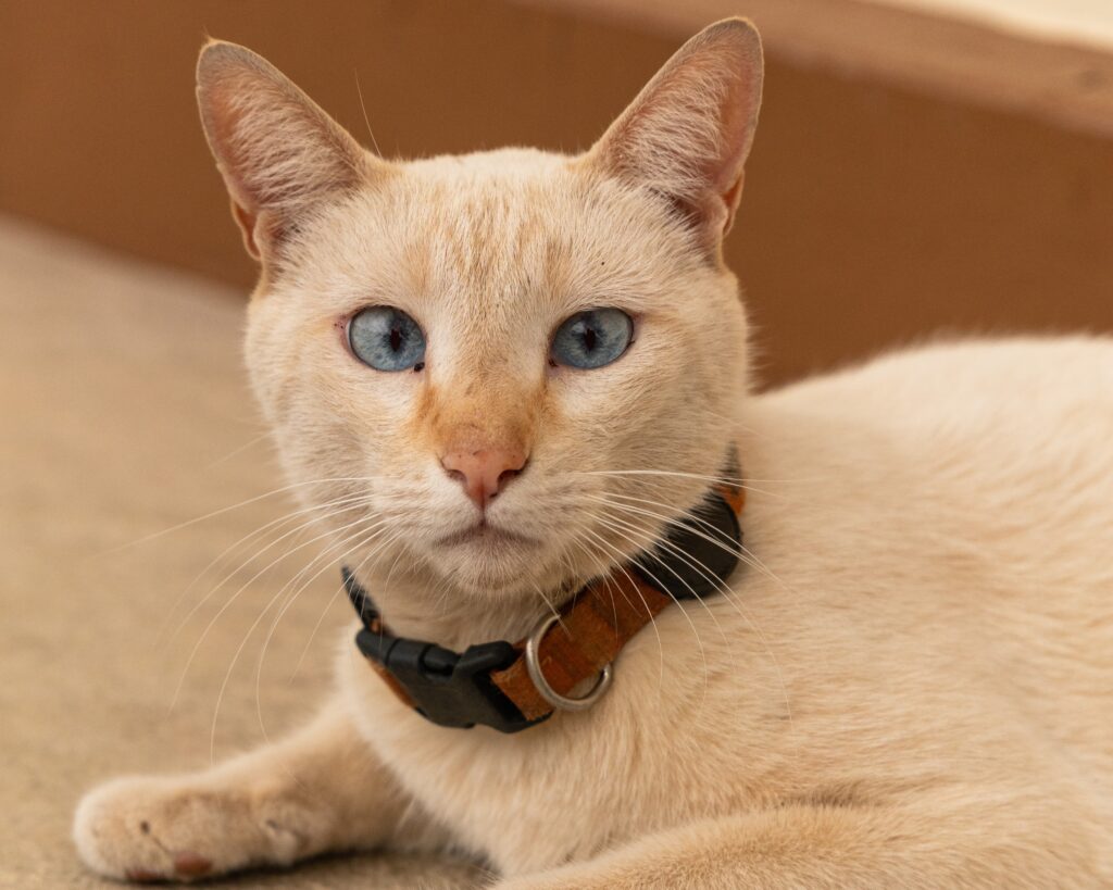 Gato observa o movimento no Centro Histórico