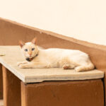 Gato observa o movimento no Centro Histórico - IMAGEM DO DIA 25