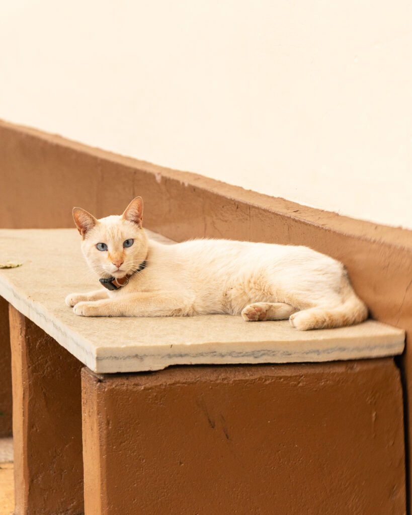 Gato observa o movimento no Centro Histórico - IMAGEM DO DIA 25