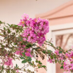 Resedás em flor colorem Pirenópolis e encantam moradores e visitantes