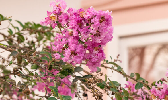 Resedás em flor colorem Pirenópolis e encantam moradores e visitantes 1 Resedás em flor colorem Pirenópolis e encantam moradores e visitantes