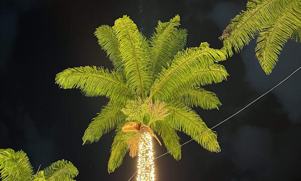 Iluminação natalina na palmeira da Praça Chico de Sá