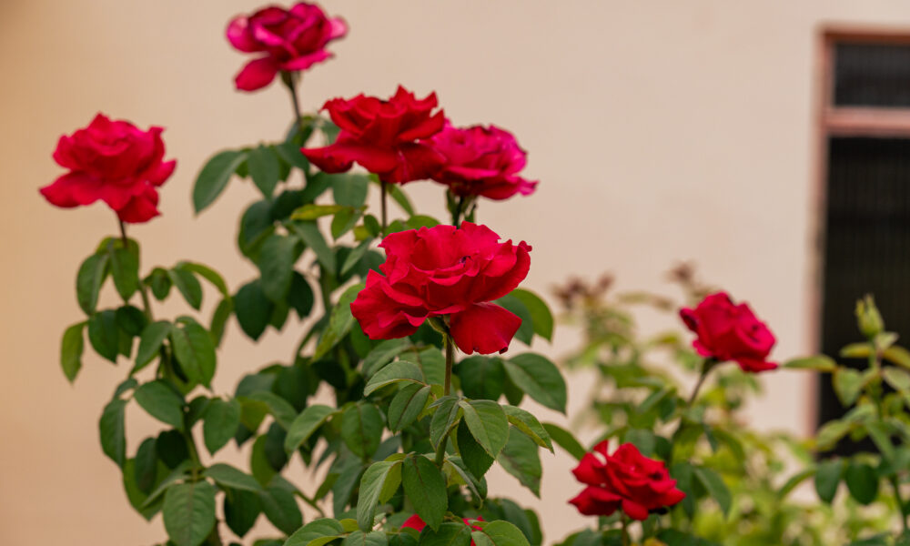 O domingo encontra repouso no vermelho das rosas em Pirenópolis