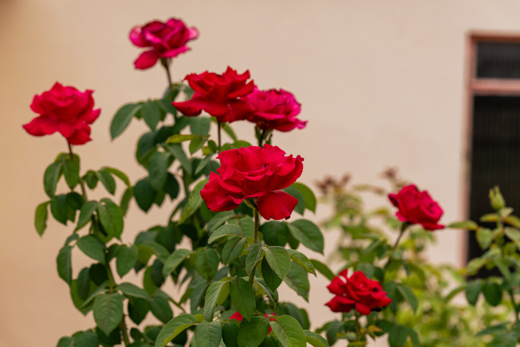 O domingo encontra repouso no vermelho das rosas em Pirenópolis