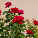 O domingo encontra repouso no vermelho das rosas em Pirenópolis