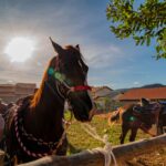 Cavalos em Pirenópolis: tradição e história em cada passo - WhatsApp Image 2025 11 01 at 19.35.02