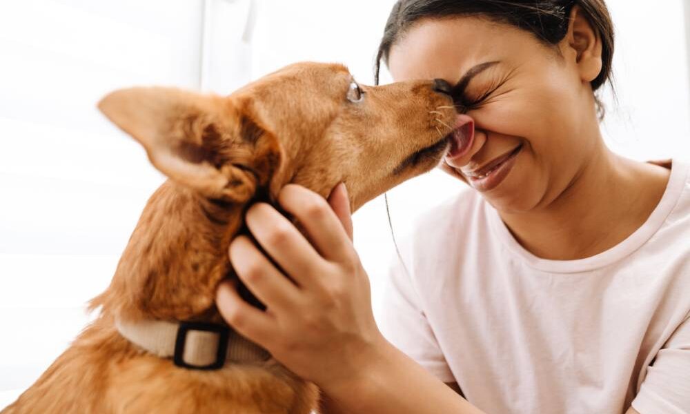 Para o seu cão, o seu cheiro é sinônimo de lar - cachorro lambe dono capa