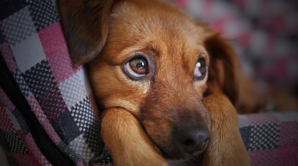 Para o seu cão, o seu cheiro é sinônimo de lar - cachorro triste PataAmar clinica veterinaria cascavel 24 horas 1024x572 1