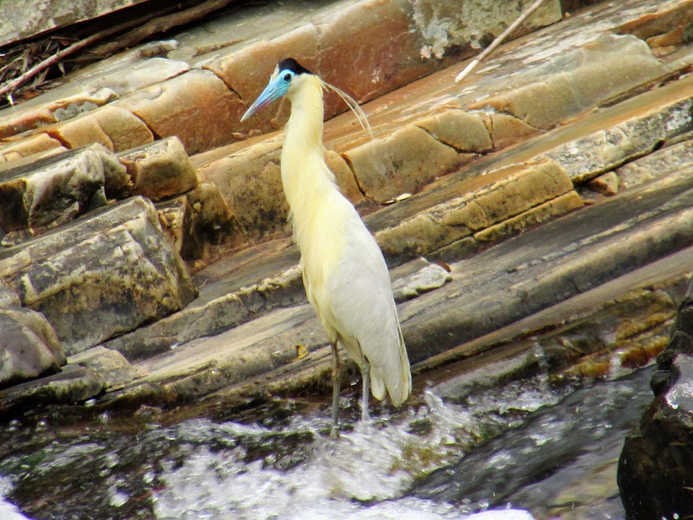 Balneário Praia Grande: lazer, rio e natureza em Piri - garca real pilherodius