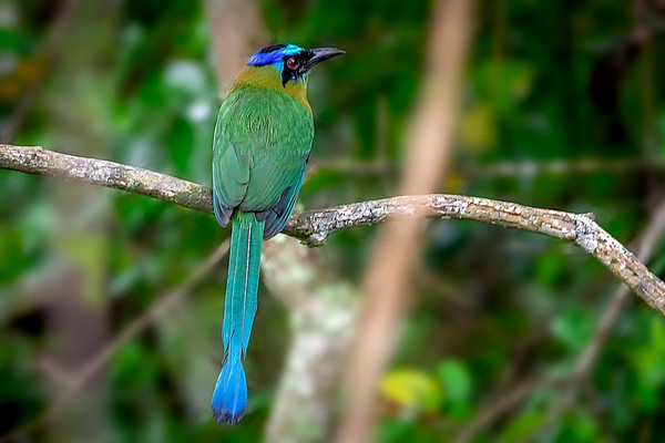 Avistamento de udu-de-coroa-azul, ave ameaçada, em Piri - udu de coroa azul wa3636235