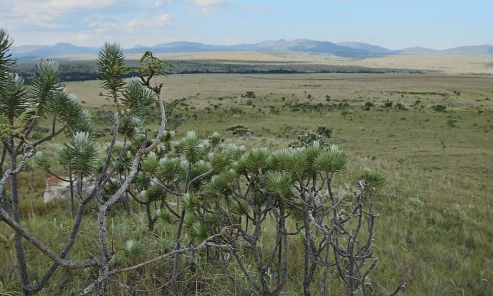 Universidades criam instituto para pesquisa e proteção do Cerrado - Captura de tela 2025 12 17 120327