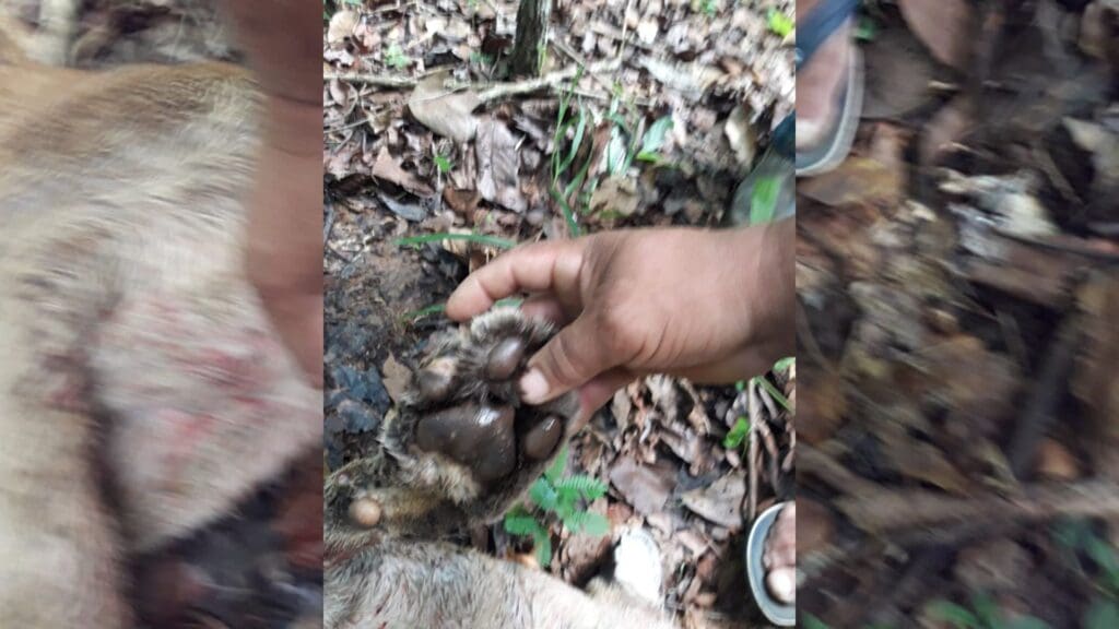 PM Ambiental prende suspeito por matar on&ccedil;a parda em Piren&oacute;polis - PM Ambiental prende suspeito por matar onca parda em Pirenopolis 3