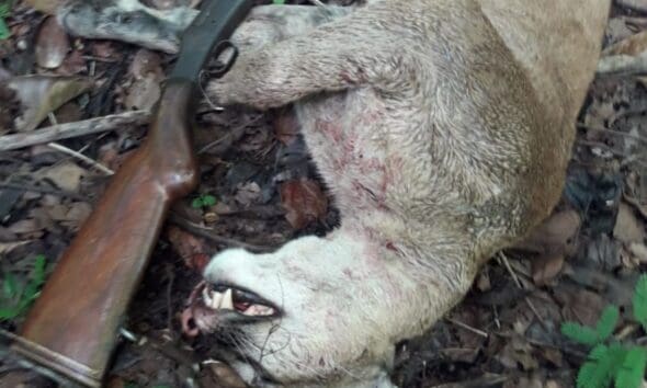 PM Ambiental prende suspeito por matar onça parda em Pirenópolis - PM Ambiental prende suspeito por matar onca parda em Pirenopolis