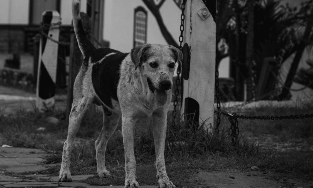 Cachorro junto à Matriz: retrato do cotidiano em Pirenópolis