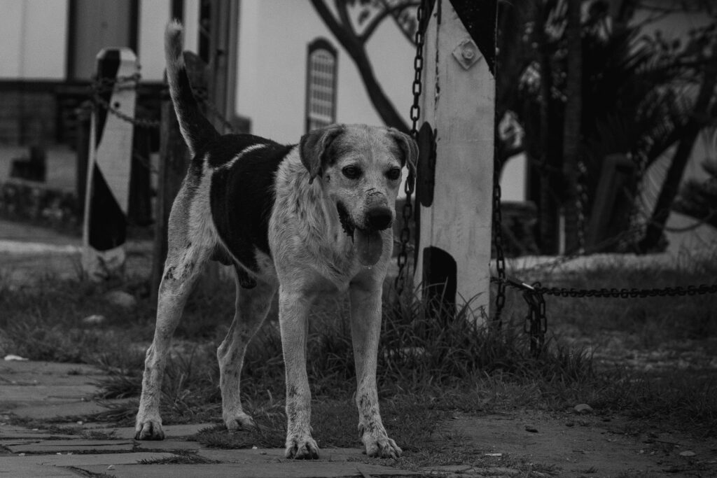 Cachorro junto à Matriz: retrato do cotidiano em Pirenópolis