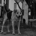 Cachorro junto à Matriz: retrato do cotidiano em Pirenópolis