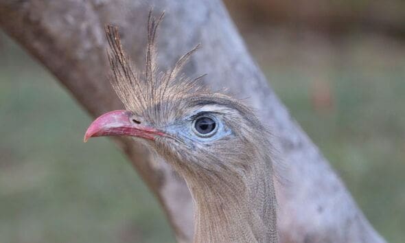 Seriema destaca a fauna do Cerrado em Pirenópolis - Seriema destaca a fauna do Cerrado em Pirenopolis