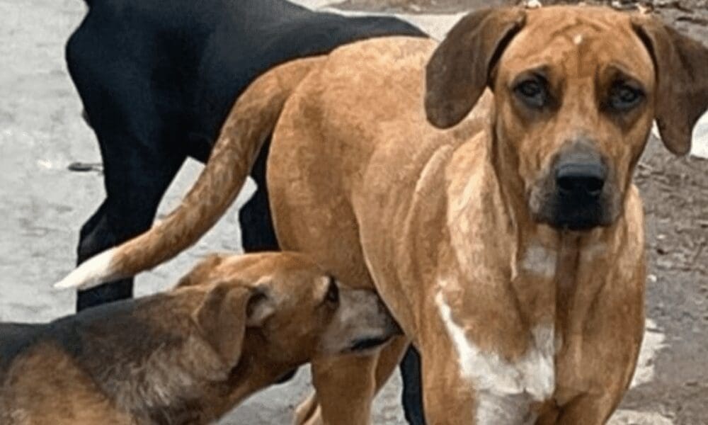 PiriCastra Consciente e o dever coletivo no cuidado animal - imagens pequenas 14