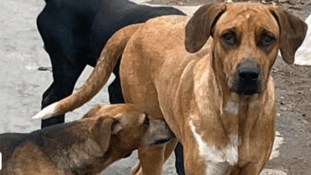 PiriCastra Consciente e o Dever Coletivo no Cuidado Animal