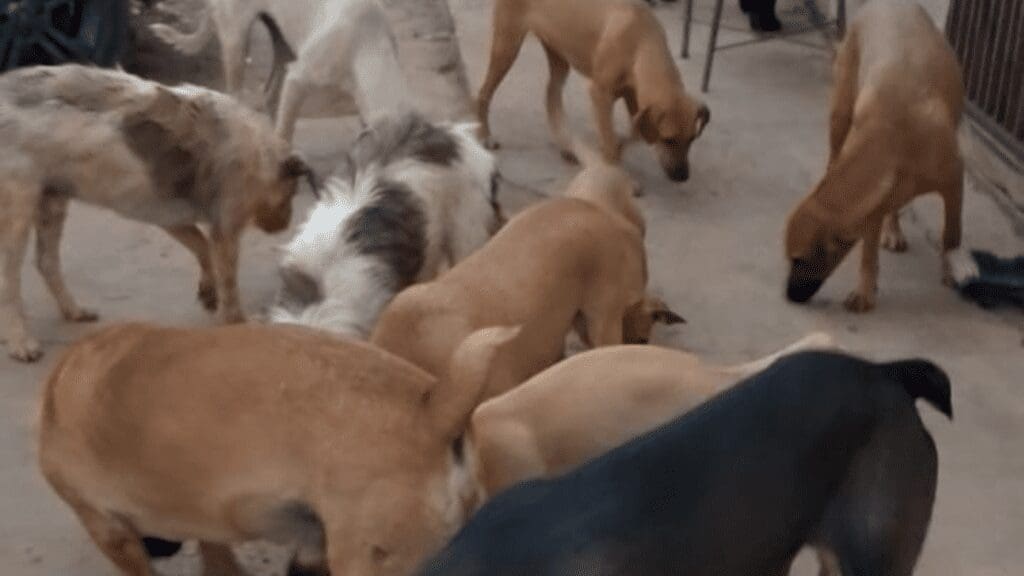 PiriCastra Consciente e o dever coletivo no cuidado animal - imagens pequenas 15