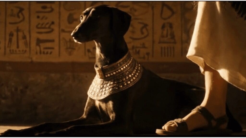 A longa história entre cães e humanos e o papel da castração