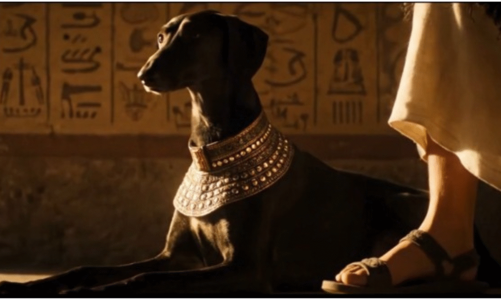 A longa história entre cães e humanos e o papel da castração