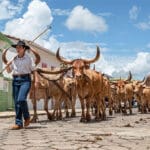 Carros de boi tomam o Centro Histórico de Pirenópolis - Carros de boi tomam o Centro Historico de Pirenopolis 1