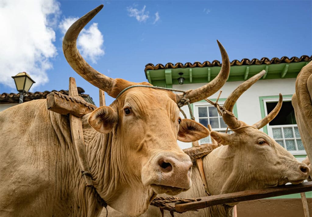 Carros de boi tomam o Centro Histórico