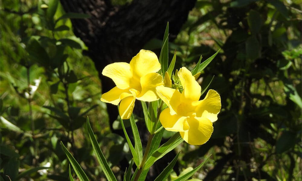 Flor Poliana se destaca como espécie rara no Cerrado de Pirenópolis