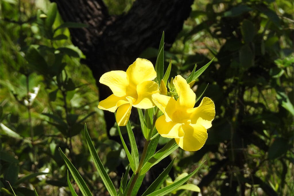 Flor Poliana se destaca como espécie rara no Cerrado de Pirenópolis