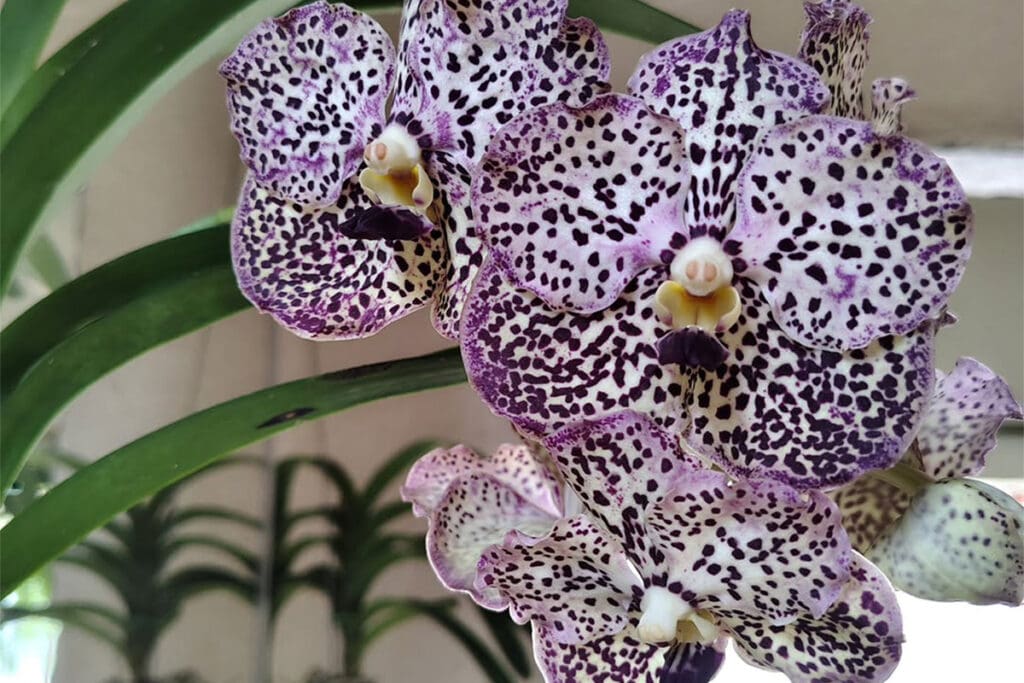 Delina Orquídeas e Plantas em Pirenópolis: natureza e beleza - Orquidea VandaUm sonho de orquidea 😍🤩E originaria da Asia gosta de clima quente e umido.Uma