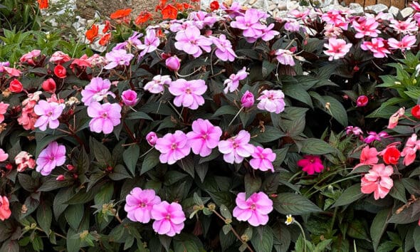 Jardim urbano valoriza paisagem no centro de Pirenópolis - Paisagem de Pirenopolis revela encontro entre natureza e cidade historica