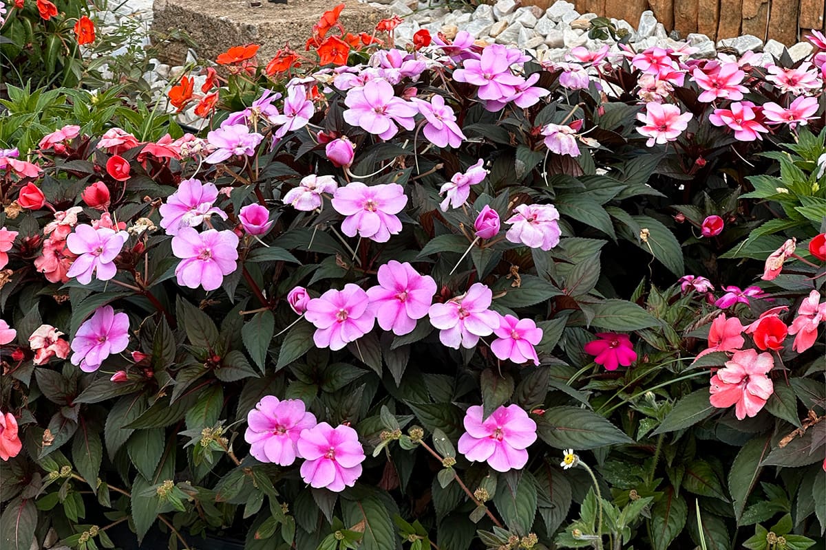 Jardim urbano valoriza paisagem no centro de Pirenópolis - Paisagem de Pirenopolis revela encontro entre natureza e cidade historica