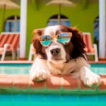 Carnaval 2026 em Pirenópolis: 11 pousadas pet friendly