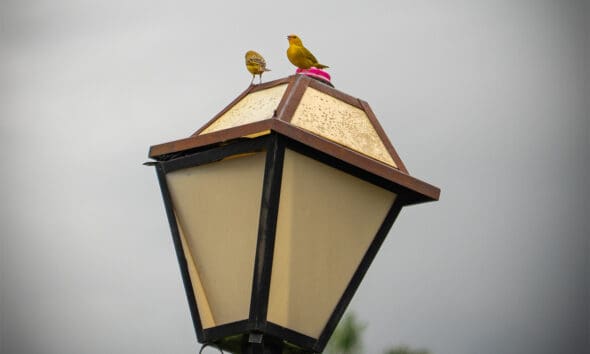 Passaros na Rua Aurora: paisagem urbana e contemplacao