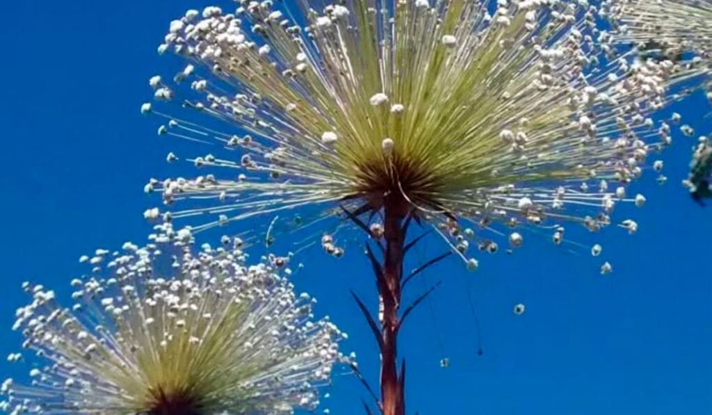 Pepalantus na Serra dos Pireneus Encanta: Um Despertar para a Natureza