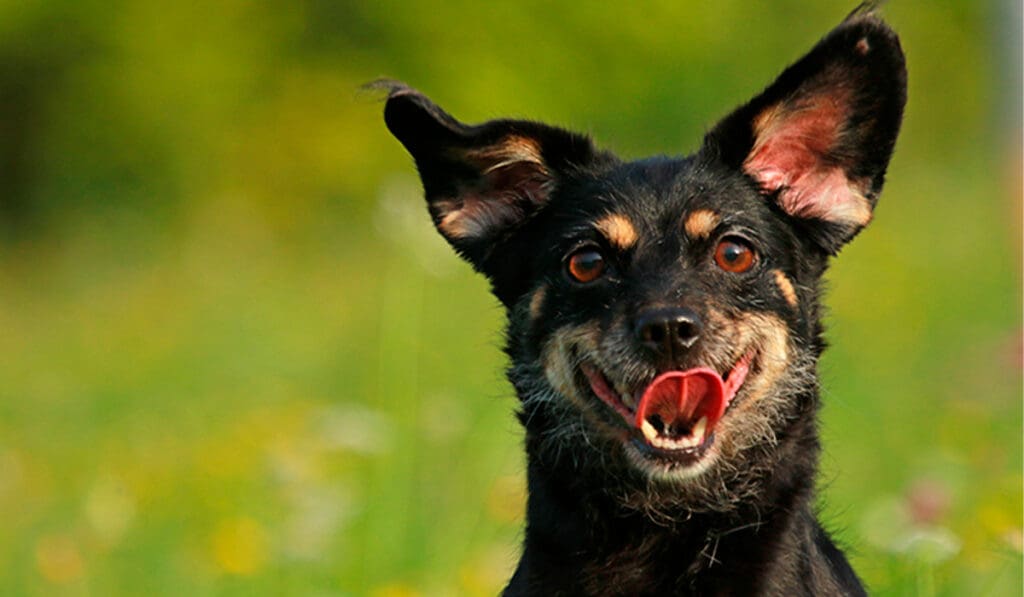 PiriCastra Consciente: o que as orelhas dos cães nos dizem?