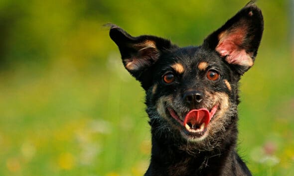 PiriCastra Consciente: o que as orelhas dos cães nos dizem? PiriCastra Consciente: o que as orelhas dos cães nos dizem?