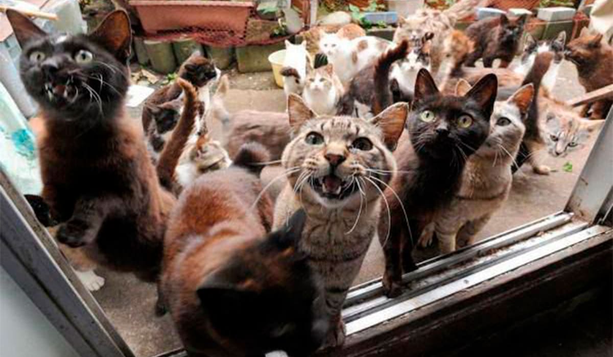 Superpopulação de gatos e impacto no equilíbrio rural