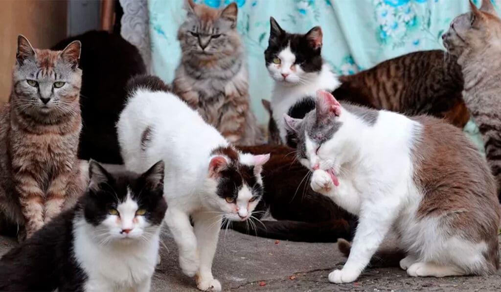 Superpopulação de gatos e impacto no equilíbrio rural