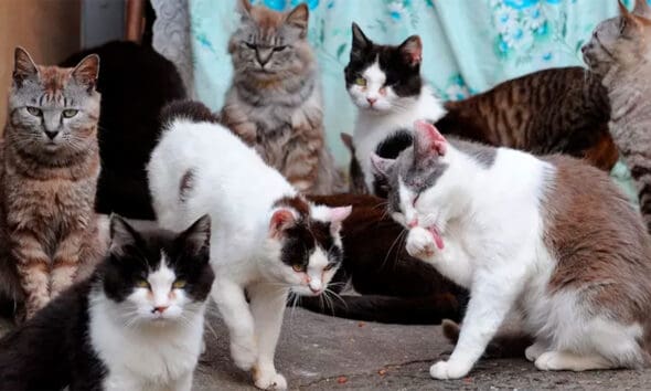 Superpopulação de gatos e impacto no equilíbrio rural