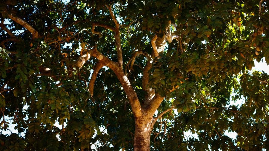 No Cerrado, o baru tem papel ecológico importante